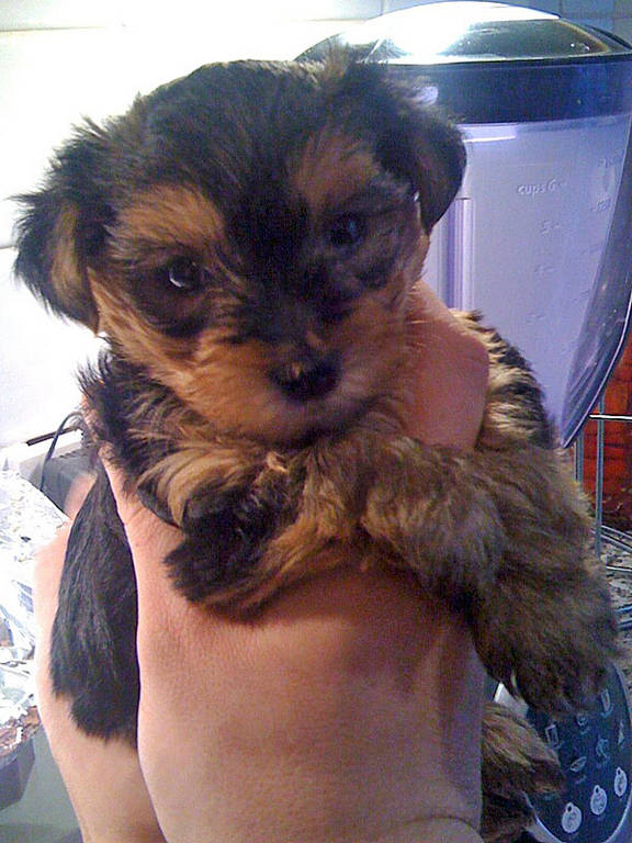 bebepup