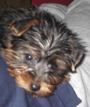 bentley_005