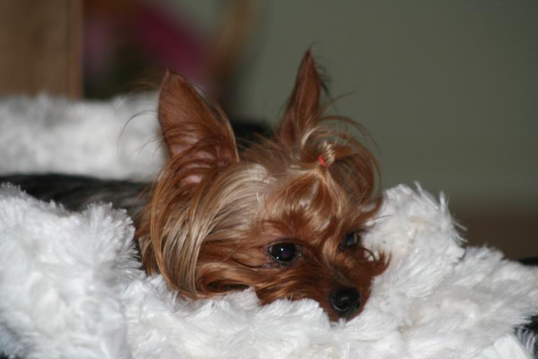 blanket2