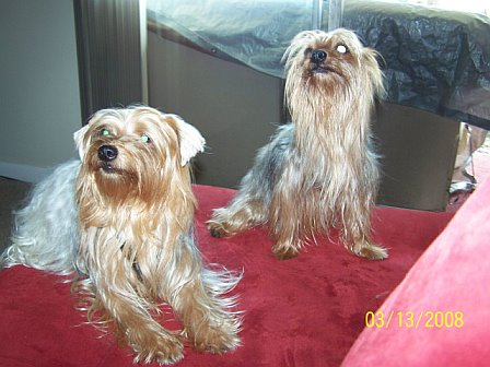 boobie_and_lili