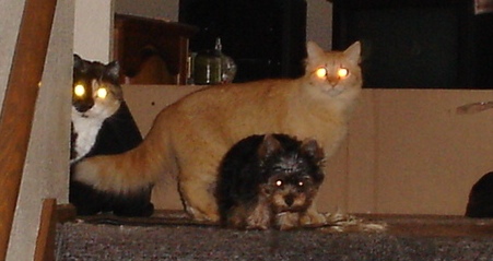 boomerkitties