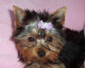 bow