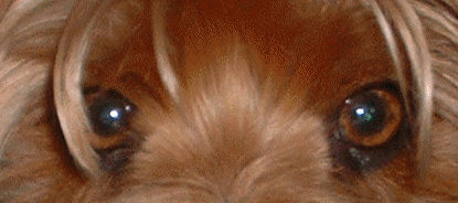 broenieaeyes1