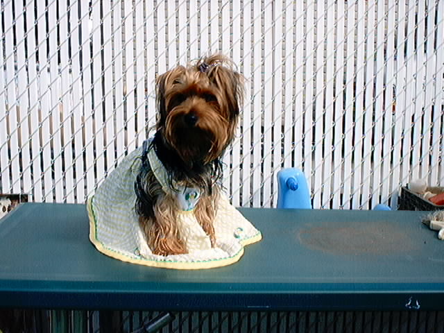 brownie_1_oct0004