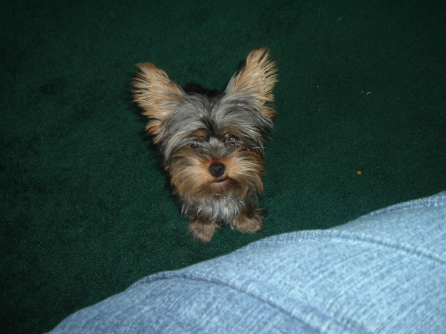 bruno