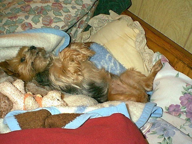 bruno3