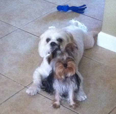 buddy
