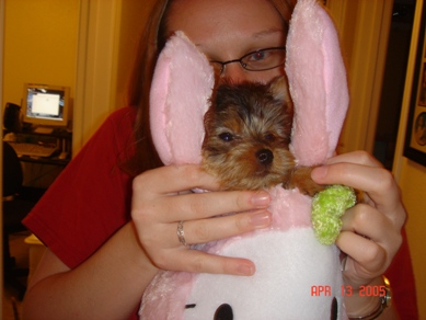 bunny