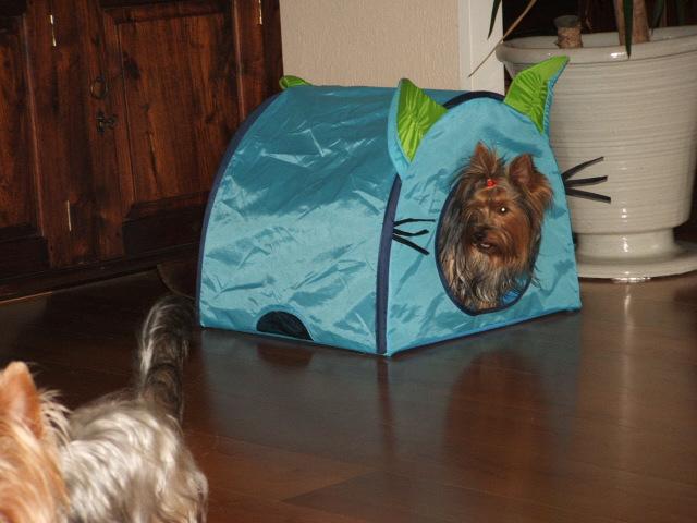 chels_tent1