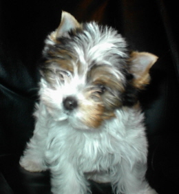 cherubfronta