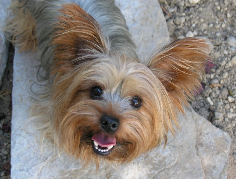 chessie_1_
