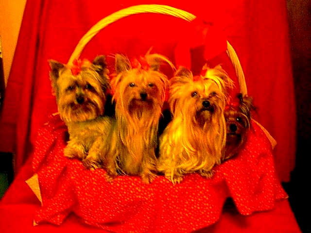 christmas_yorkies_fixed