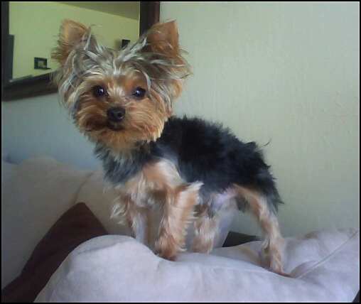chubb