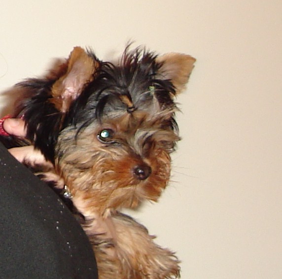 cody4