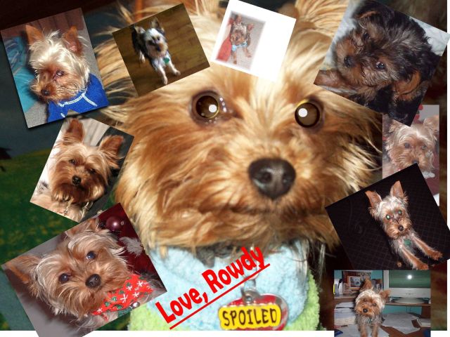 collage_resized