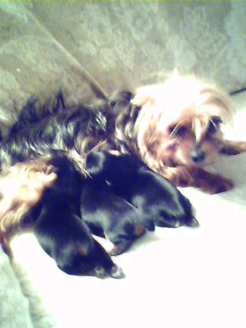 cory_and_her_babies