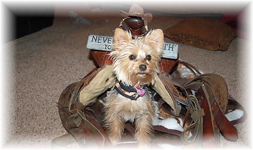 cowboy2