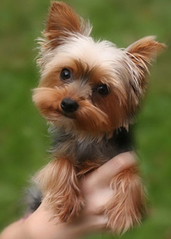 cutestdoginthewholewideworld