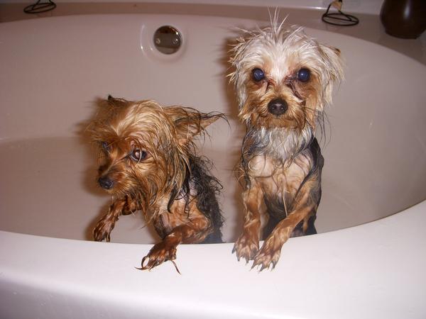 daffy_and_fenway
