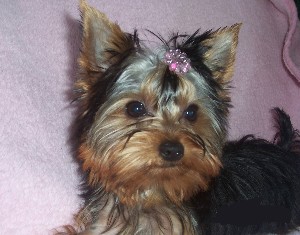 daisy16wavatar