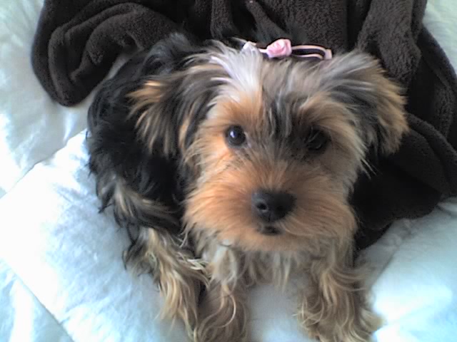 daisy5