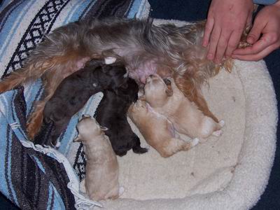 daisy_and_family