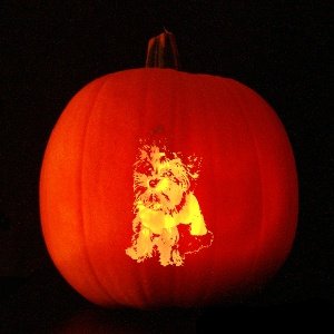 daisypumpkinizer