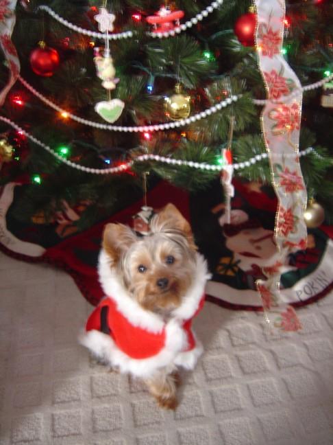 daisyxmas