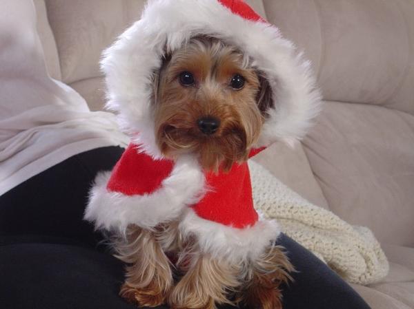 daisyxmas2