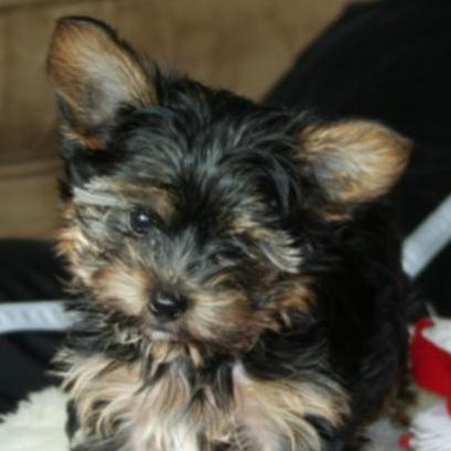 diggy_tiny