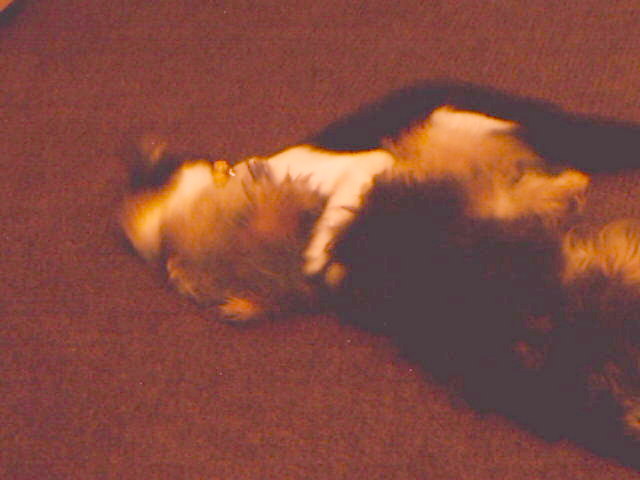dog9
