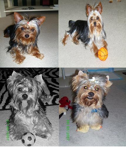 doggies