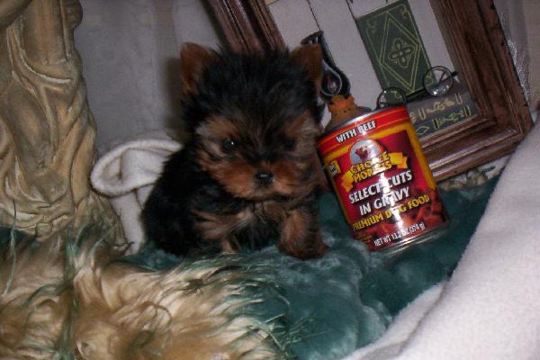 doggy1
