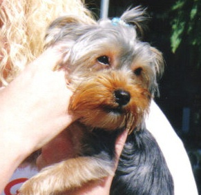 dogjog1