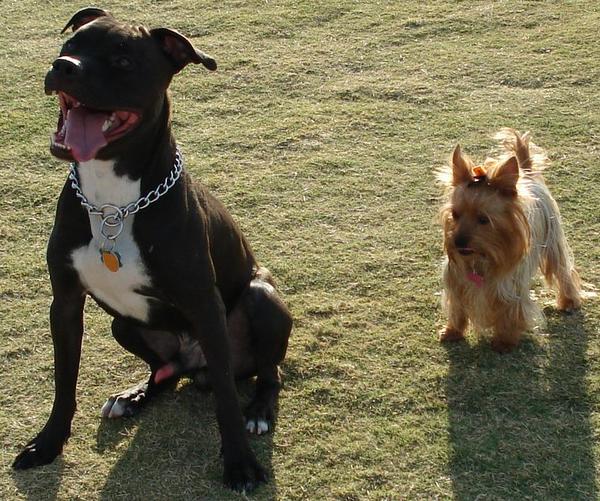 dogs