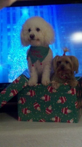 dogs2011xmas