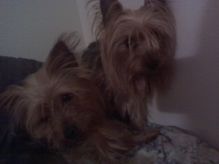 dogs3