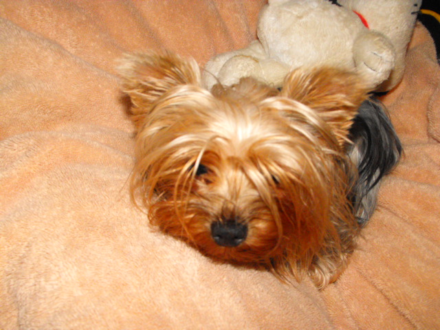 dogs_0031