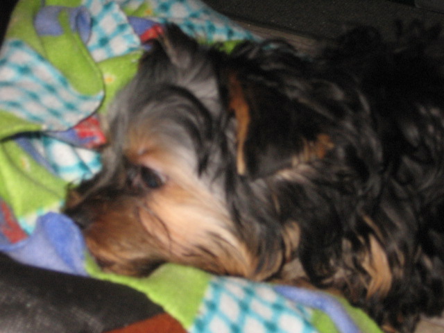 dogs_0051