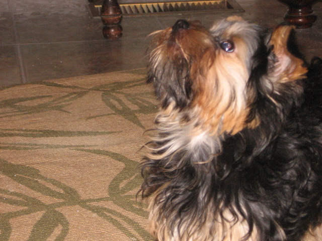 dogs_006