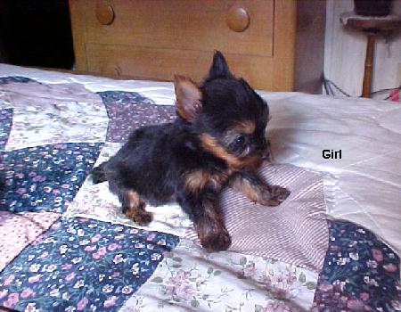 excellent_yorkie_fe