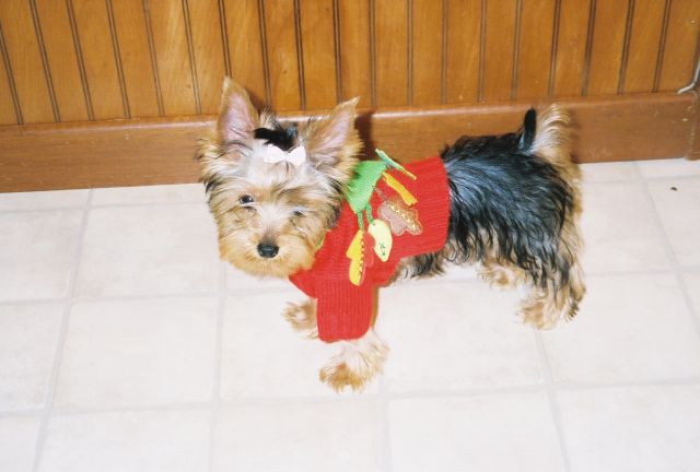 fallsweater