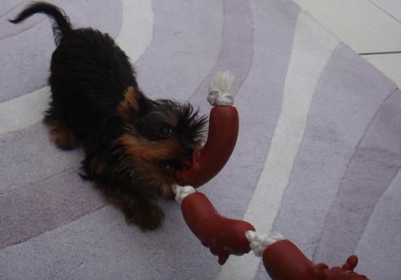 fenway_sausage_4