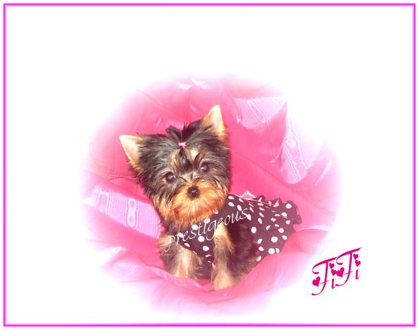 fifi2-27-2