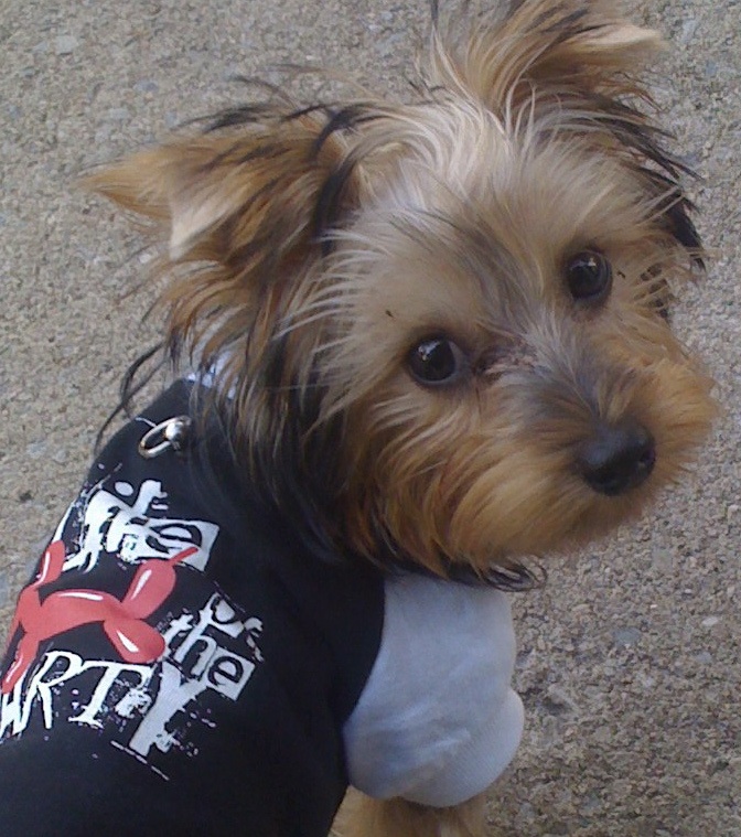frankie_cropped