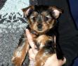 georgie-8_weeks_old