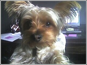 gizmo2