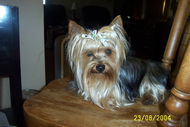 gizmo72pixel