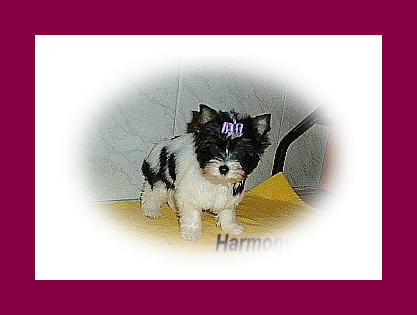harmony_12_weeks_2_