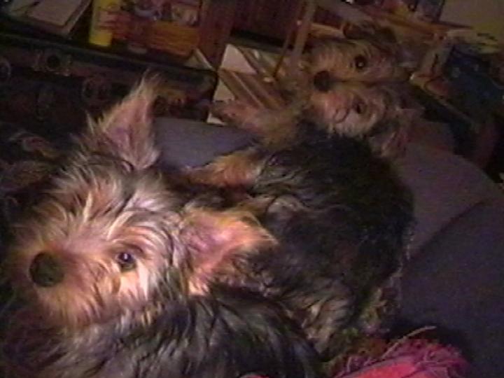heidi_and_lola_on_couch